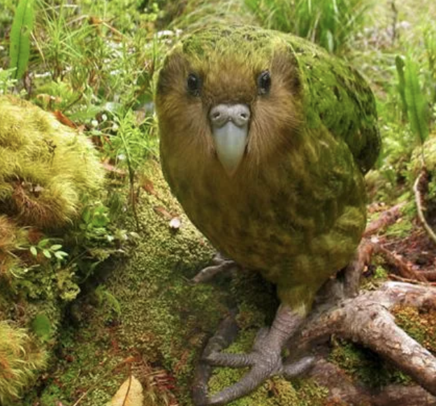 novi zeland kakapo